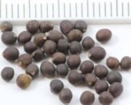 الاسم العلمي: Laurus nobilis من أسمائها المتداولة: الرند – ورق الغار – شجرة الغار – Bay Laurel – Sweet Bay – True Laurel 🌡️ تحمل الحرارة: ☀️ مرتفع (حتى 40–42°م تقريباً) 🧂 تحمل الملوحة: متوسط (حتى 2500–3500 ppm تقريباً) ☀️ احتياج الشمس: شمس كاملة إلى نصف ظل 💧 الري: منخفض إلى متوسط بعد التأسيس 📏 الارتفاع المتوقع: 5 – 15 متراً 📐 انتشار النبات: 3 – 8 أمتار ⚡ سرعة النمو: بطيئة إلى متوسطة 🌱 صعوبة الإنبات: متوسطة 🌳 شجرة دائمة الخضرة شجرة عطرية تجمع بين الزينة والاستخدامات الغذائية تُعد شجرة الغار من أشهر الأشجار العطرية في العالم، وتتميز بأوراقها الجلدية ذات الرائحة الزكية التي تُستخدم على نطاق واسع كأحد أشهر التوابل في الطهي. كما تتميز بشكلها الأنيق، وسهولة تشكيلها، وتحملها للجفاف المعتدل، مما يجعلها من أفضل أشجار الزينة والعطور في الحدائق.