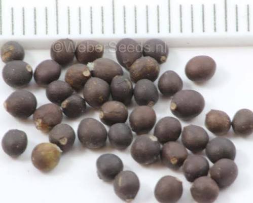 الاسم العلمي: Laurus nobilis من أسمائها المتداولة: الرند – ورق الغار – شجرة الغار – Bay Laurel – Sweet Bay – True Laurel 🌡️ تحمل الحرارة: ☀️ مرتفع (حتى 40–42°م تقريباً) 🧂 تحمل الملوحة: متوسط (حتى 2500–3500 ppm تقريباً) ☀️ احتياج الشمس: شمس كاملة إلى نصف ظل 💧 الري: منخفض إلى متوسط بعد التأسيس 📏 الارتفاع المتوقع: 5 – 15 متراً 📐 انتشار النبات: 3 – 8 أمتار ⚡ سرعة النمو: بطيئة إلى متوسطة 🌱 صعوبة الإنبات: متوسطة 🌳 شجرة دائمة الخضرة شجرة عطرية تجمع بين الزينة والاستخدامات الغذائية تُعد شجرة الغار من أشهر الأشجار العطرية في العالم، وتتميز بأوراقها الجلدية ذات الرائحة الزكية التي تُستخدم على نطاق واسع كأحد أشهر التوابل في الطهي. كما تتميز بشكلها الأنيق، وسهولة تشكيلها، وتحملها للجفاف المعتدل، مما يجعلها من أفضل أشجار الزينة والعطور في الحدائق.