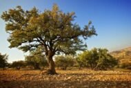 الأرغان (Argania spinosa)