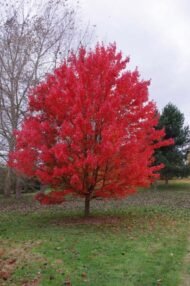القيقب الأحمر (Acer rubrum)