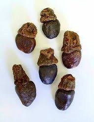 الاسم العلمي: Anacardium occidentale