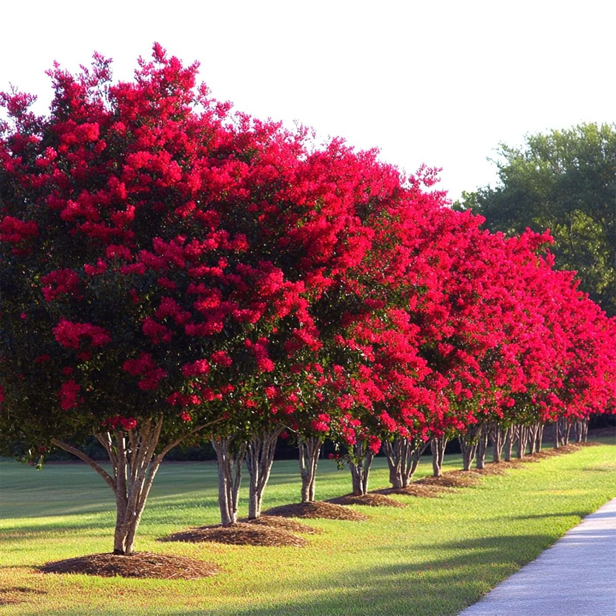 تمر حنة أحمر (Lagerstroemia india Red )