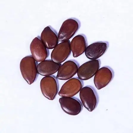 من أسمائها المتداولة: شجرة الليوسينا – الرصاص الأبيض – White Leadtree – Lead Tree – Ipil-Ipil
