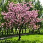 شجرة الساكورا الصيني (Prunus serrula)