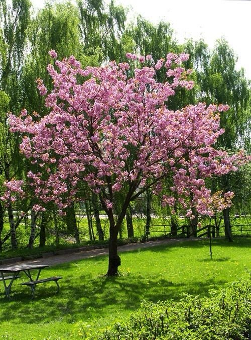 شجرة الساكورا الصيني (Prunus serrula)