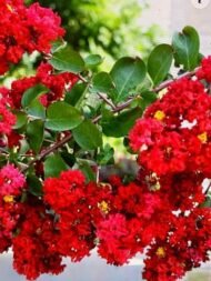 تمر حنة أحمر (Lagerstroemia india Red )