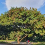 من أسمائها المتداولة: شجرة الليوسينا – الرصاص الأبيض – White Leadtree – Lead Tree – Ipil-Ipil