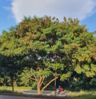 من أسمائها المتداولة: شجرة الليوسينا – الرصاص الأبيض – White Leadtree – Lead Tree – Ipil-Ipil