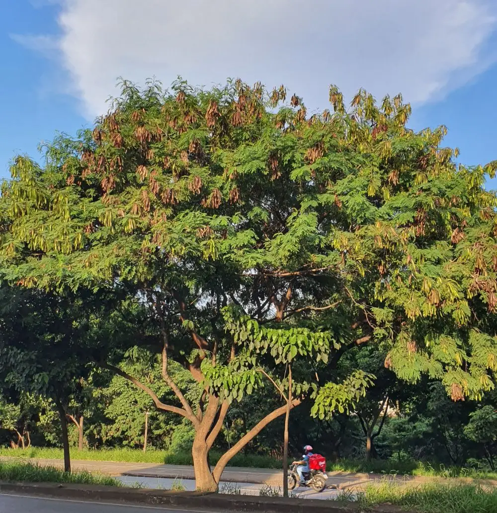 من أسمائها المتداولة: شجرة الليوسينا – الرصاص الأبيض – White Leadtree – Lead Tree – Ipil-Ipil