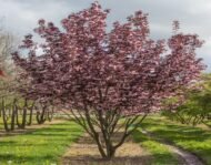 شجرة الساكورا الصيني (Prunus serrula)
