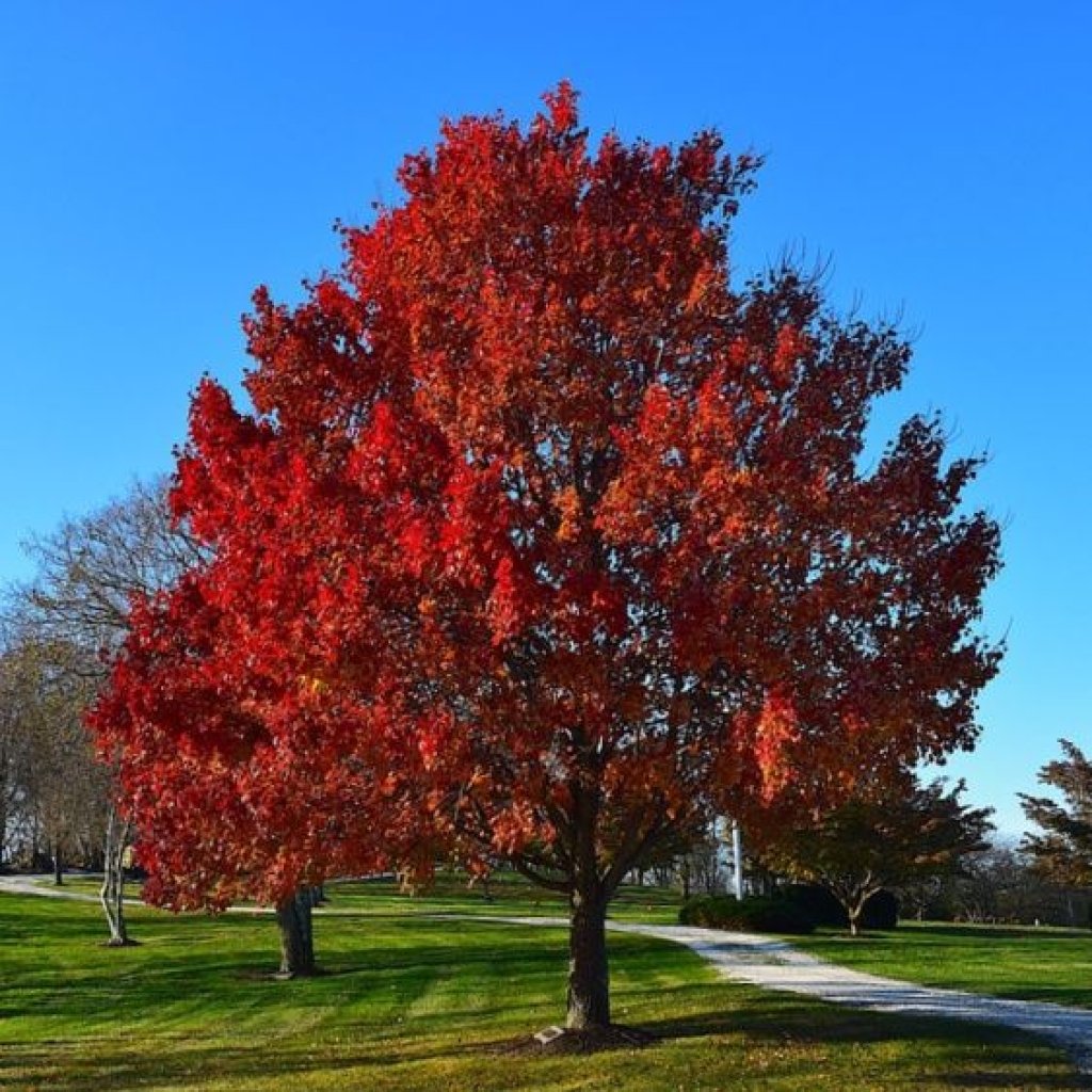 القيقب الأحمر (Acer rubrum)