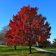 القيقب الأحمر (Acer rubrum)