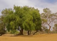 شجرة الأراك (Salvadora persica)