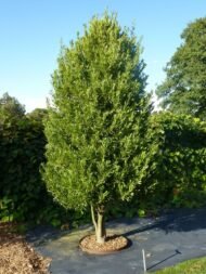 الاسم العلمي: Laurus nobilis من أسمائها المتداولة: الرند – ورق الغار – شجرة الغار – Bay Laurel – Sweet Bay – True Laurel 🌡️ تحمل الحرارة: ☀️ مرتفع (حتى 40–42°م تقريباً) 🧂 تحمل الملوحة: متوسط (حتى 2500–3500 ppm تقريباً) ☀️ احتياج الشمس: شمس كاملة إلى نصف ظل 💧 الري: منخفض إلى متوسط بعد التأسيس 📏 الارتفاع المتوقع: 5 – 15 متراً 📐 انتشار النبات: 3 – 8 أمتار ⚡ سرعة النمو: بطيئة إلى متوسطة 🌱 صعوبة الإنبات: متوسطة 🌳 شجرة دائمة الخضرة شجرة عطرية تجمع بين الزينة والاستخدامات الغذائية تُعد شجرة الغار من أشهر الأشجار العطرية في العالم، وتتميز بأوراقها الجلدية ذات الرائحة الزكية التي تُستخدم على نطاق واسع كأحد أشهر التوابل في الطهي. كما تتميز بشكلها الأنيق، وسهولة تشكيلها، وتحملها للجفاف المعتدل، مما يجعلها من أفضل أشجار الزينة والعطور في الحدائق.