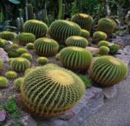 صبار البرميل الذهبي (Echinocactus grusonii)