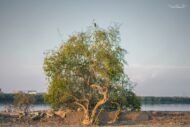 شجرة الأراك (Salvadora persica)