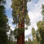 السيكويا العملاقة (Sequoiadendron giganteum)