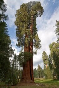 السيكويا العملاقة (Sequoiadendron giganteum)