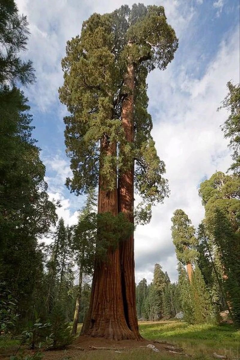 السيكويا العملاقة (Sequoiadendron giganteum)