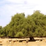 شجرة الأراك (Salvadora persica)