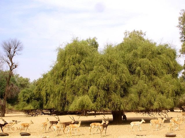 شجرة الأراك (Salvadora persica)