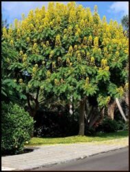 🌿 بذور كاسيا سبيكتابيليس – Senna spectabilis gabaseed