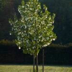 بذور شجرة الحمام – Davidia involucrata gabaseed