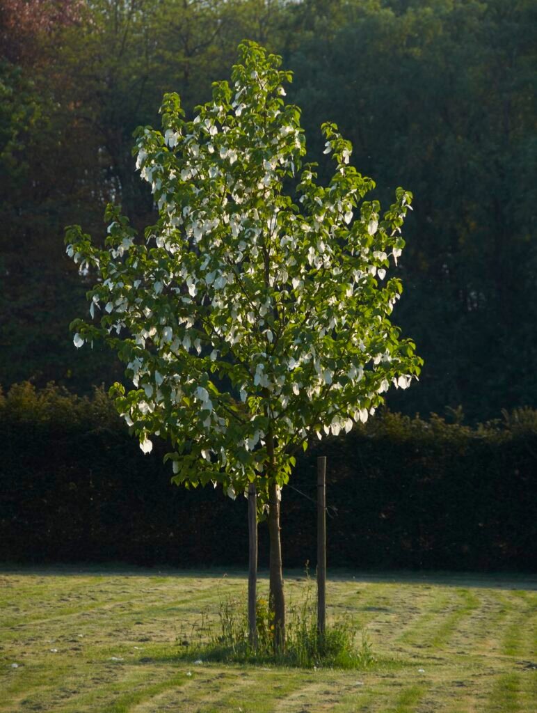 بذور شجرة الحمام – Davidia involucrata gabaseed