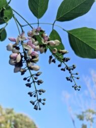 🌿 فيكس بونجاميا – Pongamia pinnata gabaseed