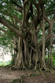 🌿 بذور فيكس بنغالي Ficus benghalensis gabaseed