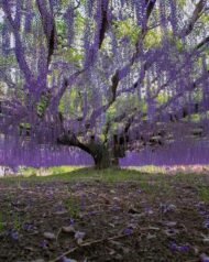 بذور ويستيريا بنفسجي – Wisteria gabaseed