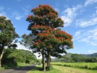 بذور الخزامى الأفريقي – Spathodea campanulata gabaseed