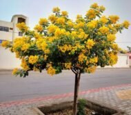 بذور كاسيا جلوكا – Cassia glauca gabaseed