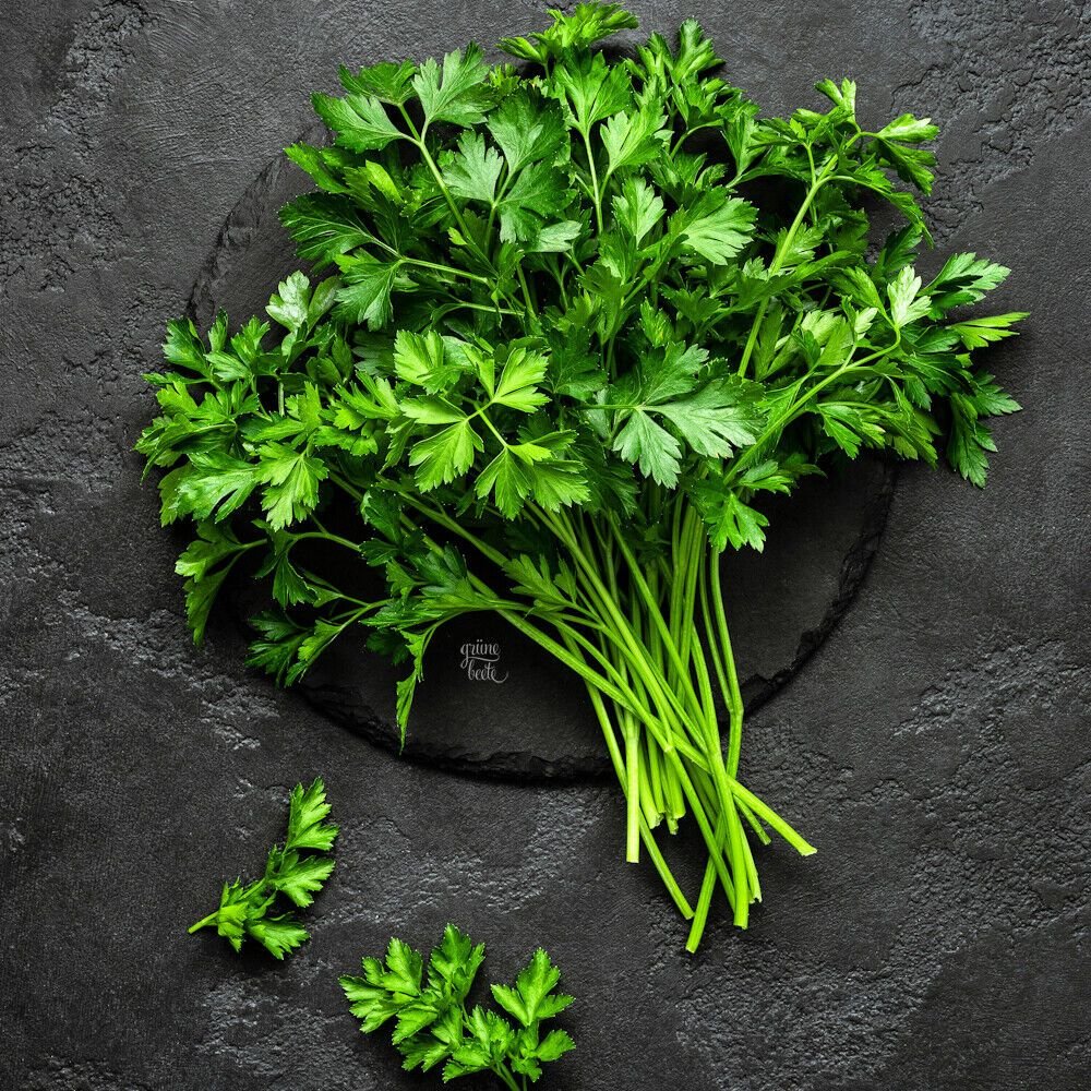 🌿 بقدونس – Petroselinum crispumgabaseed.
