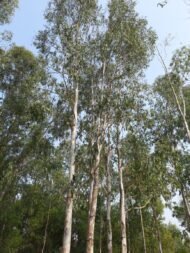 بذور كافور بلدي Eucalyptus tereticornis gabaseed