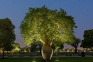 – Silk Floss Tree – Floss Silk Tree – Palo Borrachoمن أسمائها المتداولة: كوريزيا – كوريزيا مزهرة – شجرة زجاجة الحرير – شجرة الحرير