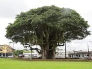 🌿 بذور فيكس بنغالي Ficus benghalensis gabaseed