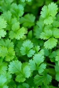 ⁦🌿 كزبرة – Coriandrum sativum⁩ - الصورة ⁦2⁩