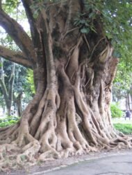 🌿 بذور فيكس لسان عصفور – Ficus religiosa gabaseed