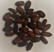 بذور كاسيا جلوكا – Cassia glauca gabaseed