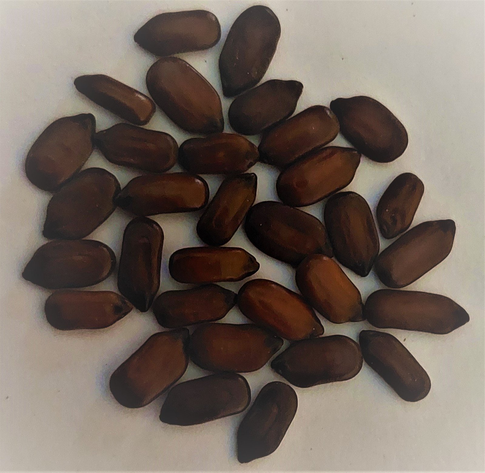 بذور كاسيا جلوكا – Cassia glauca gabaseed
