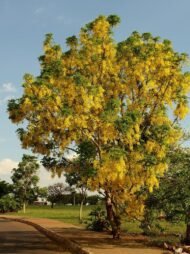 🌿 بذور كاسيا فيستيولا – Cassia fistula gabaseed