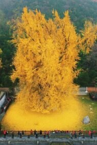 – Ginkgo – Ginkgo biloba – Maidenhair Tree – Ginkgo Treeمن أسمائها المتداولة: الجينكا – الجنكو – شجرة المعبد – شجرة كزبرة البئر