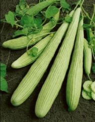 🌿 بذور القتا – Cu cumis melo flexuosus gabaseed