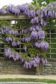 بذور ويستيريا بنفسجي – Wisteria gabaseed