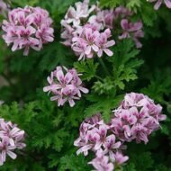 🌿 العِترة – Pelargonium graveolensgabaseed