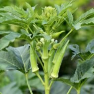 🌿 بذور البامية – Abelmoschus esculentusgabaseed