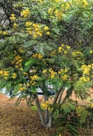 بذور كاسيا جلوكا – Cassia glauca gabaseed