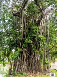 🌿 بذور فيكس بنغالي Ficus benghalensis gabaseed