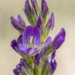 🌿 برسيم حجازي – gabaseedMedicago sativa L.
